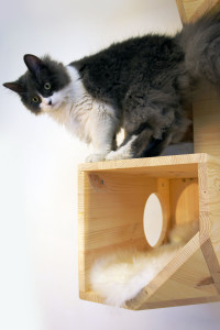 wooden catissa